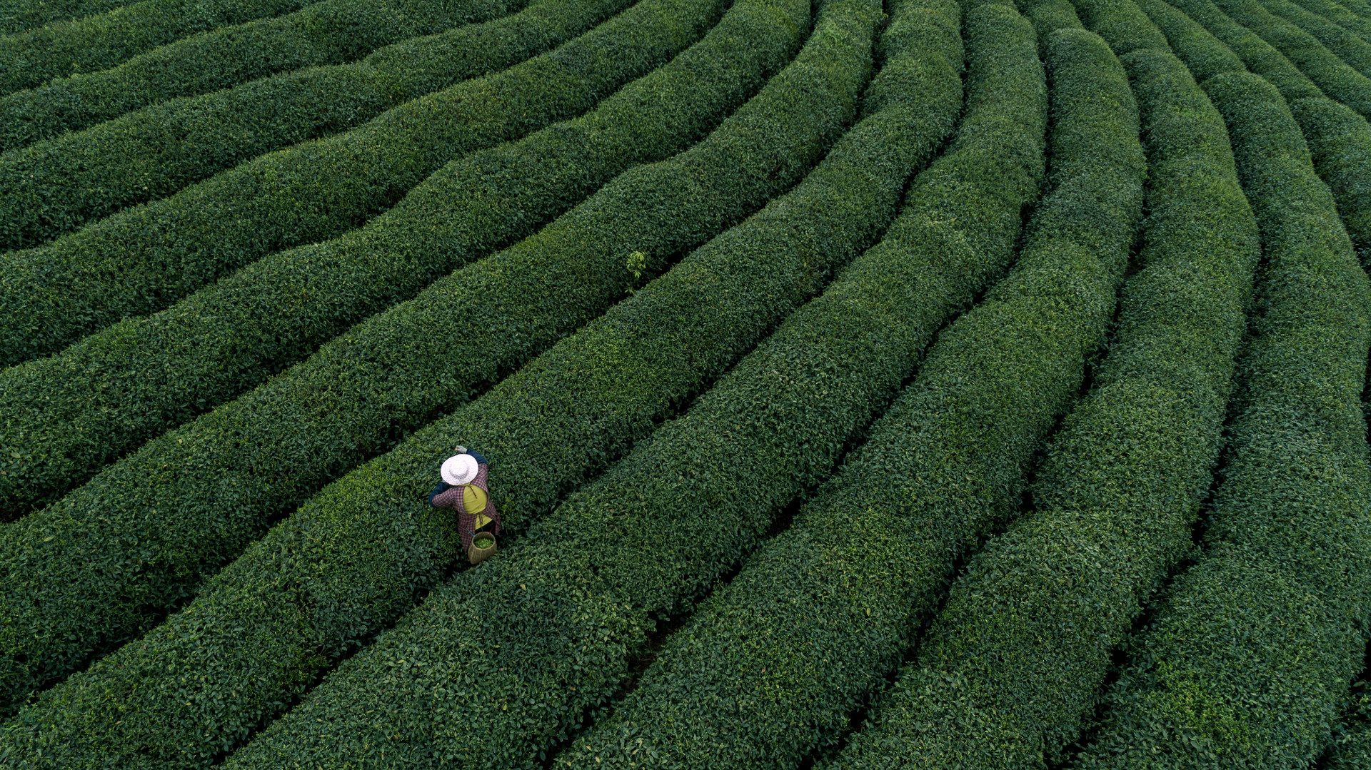 摄图网_500362931_自然茶园茶叶采茶人(非企业商用) (1).jpg