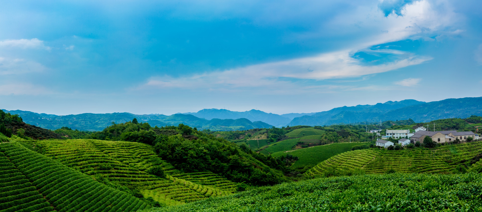 摄图网_500602406_四明山茶园全景(非企业商用).jpg