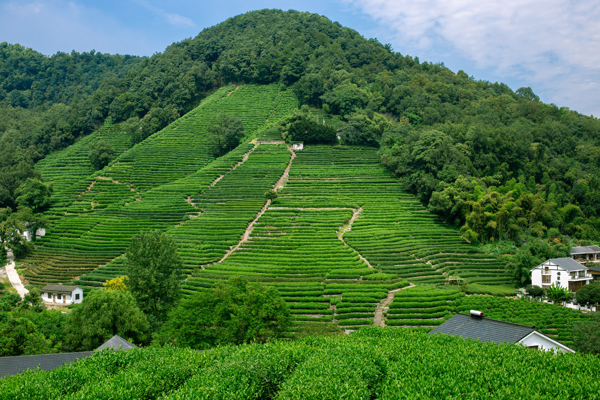 摄图网_501022736_浙江杭州西湖龙井村(非企业商用).jpg