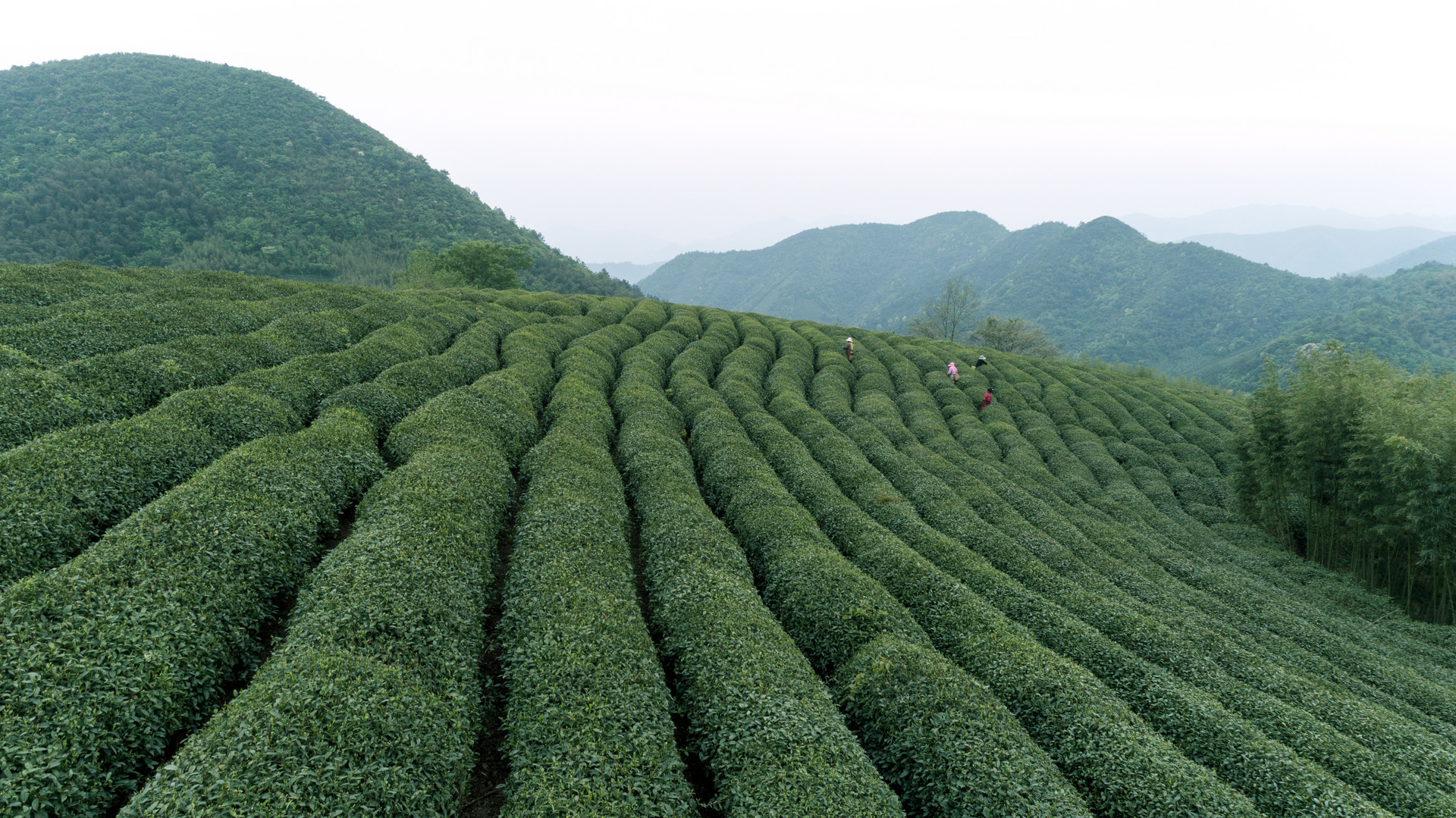 摄图网_500362918_自然茶园茶叶采茶人(非企业商用).jpg