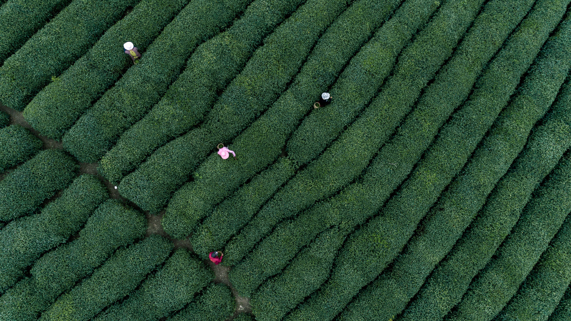 摄图网_500362920_自然茶园茶叶采茶人(非企业商用).jpg