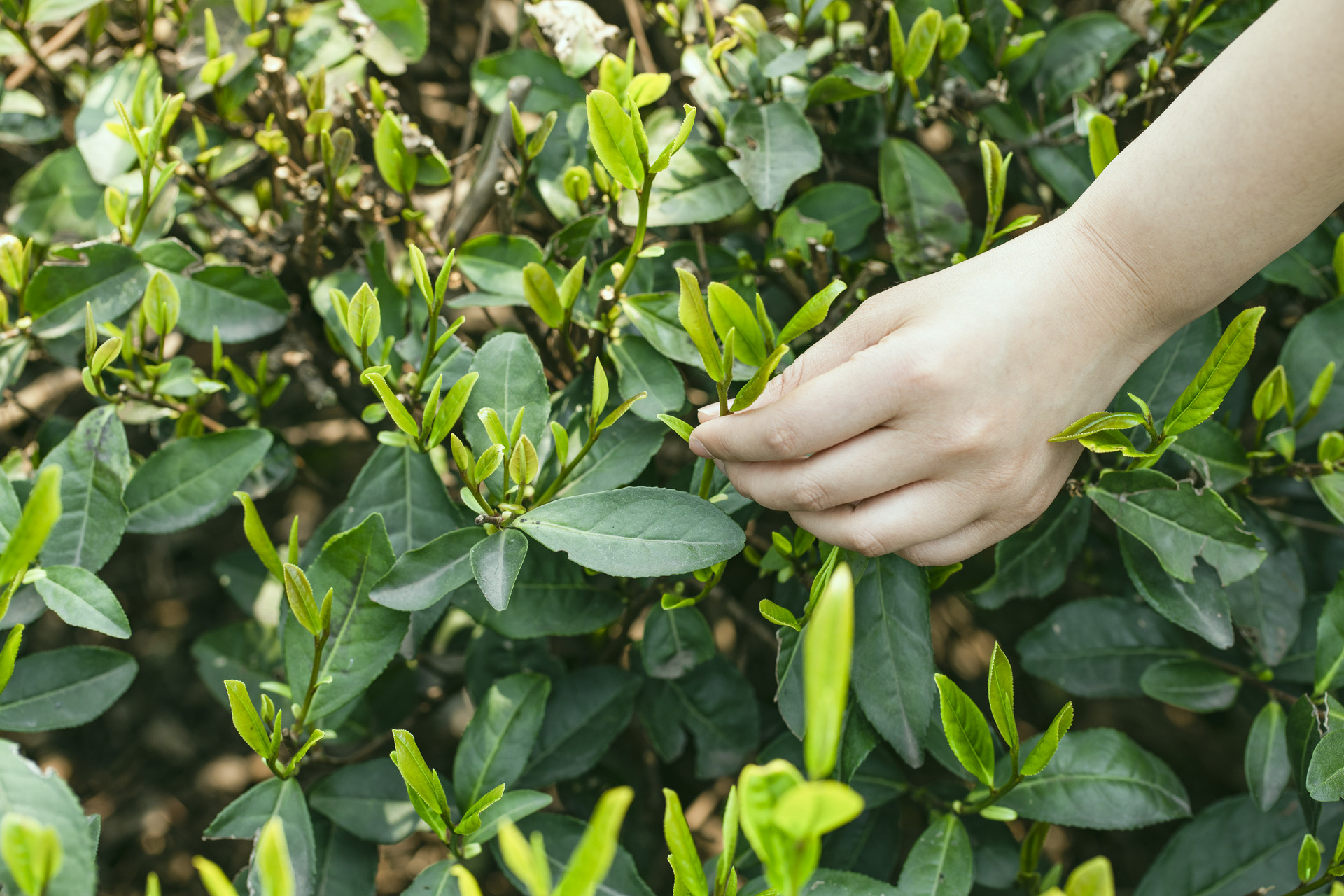 摄图网_501297374_摘茶采茶(非企业商用).jpg