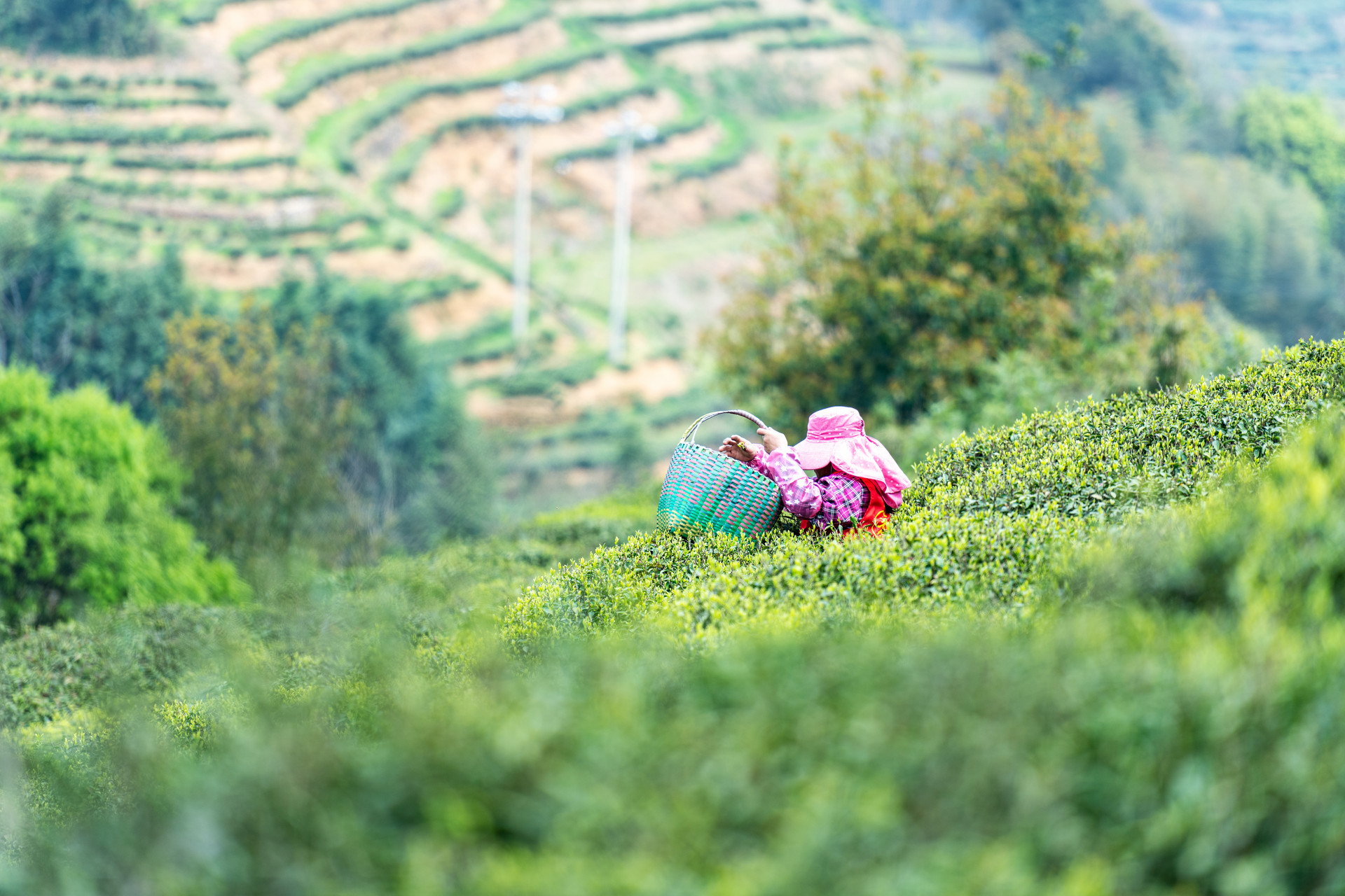 摄图网_501734175_福鼎白茶茶山上采茶的茶农(非企业商用).jpg