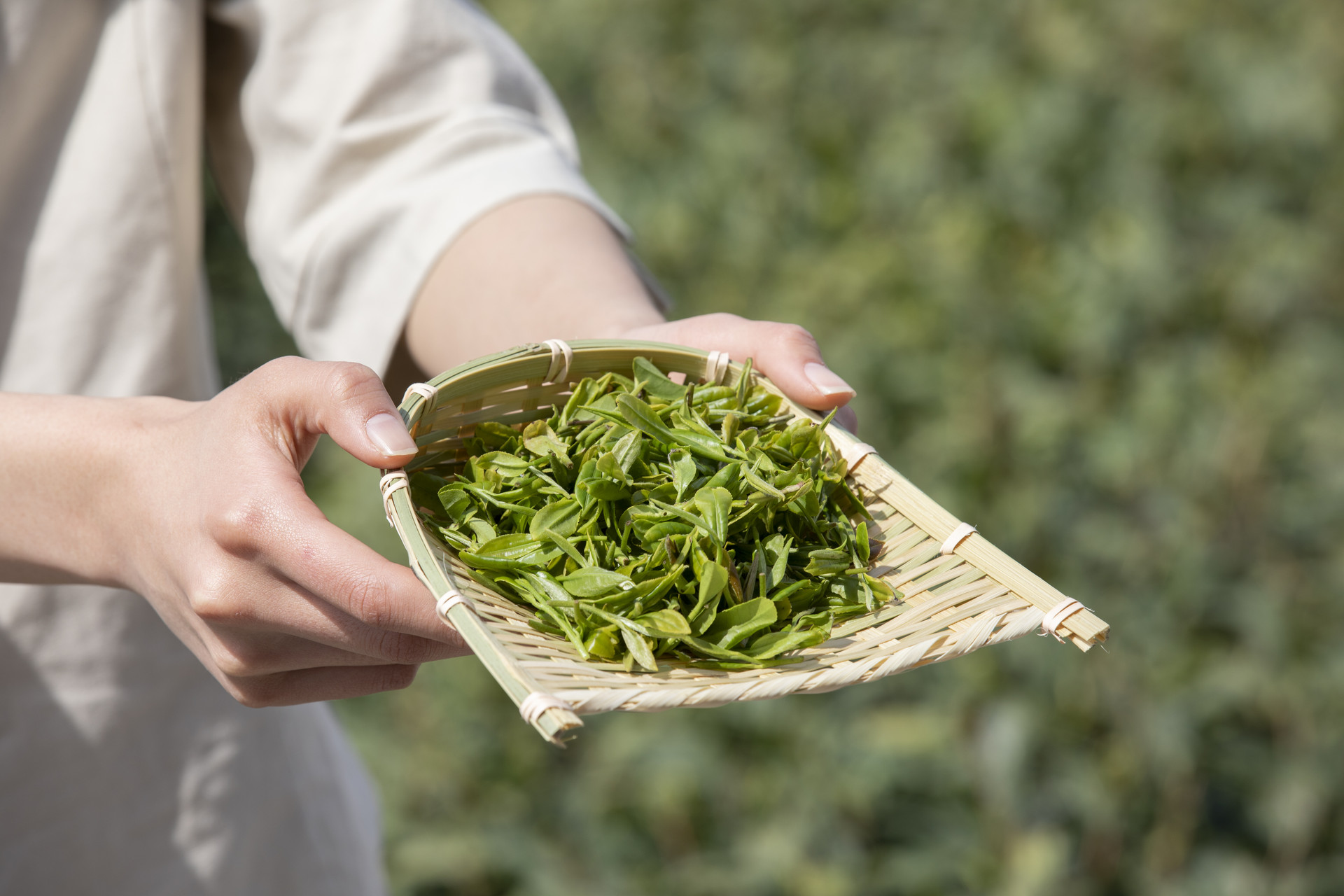 摄图网_501604310_茶园里的采茶姑娘手捧新茶特写(仅交流学习使用).jpg