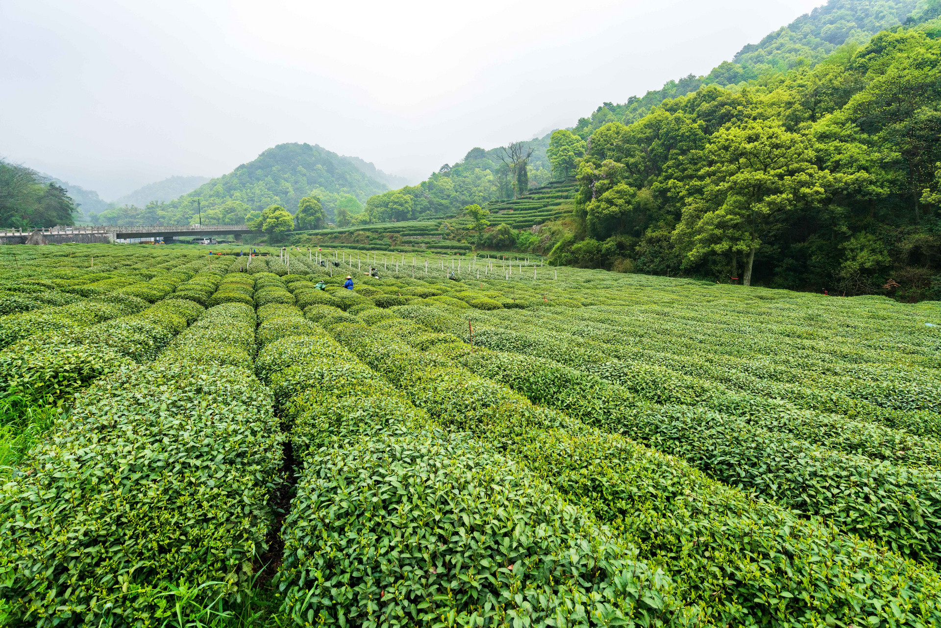 摄图网_500870501_绿色茶山茶园(非企业商用).jpg