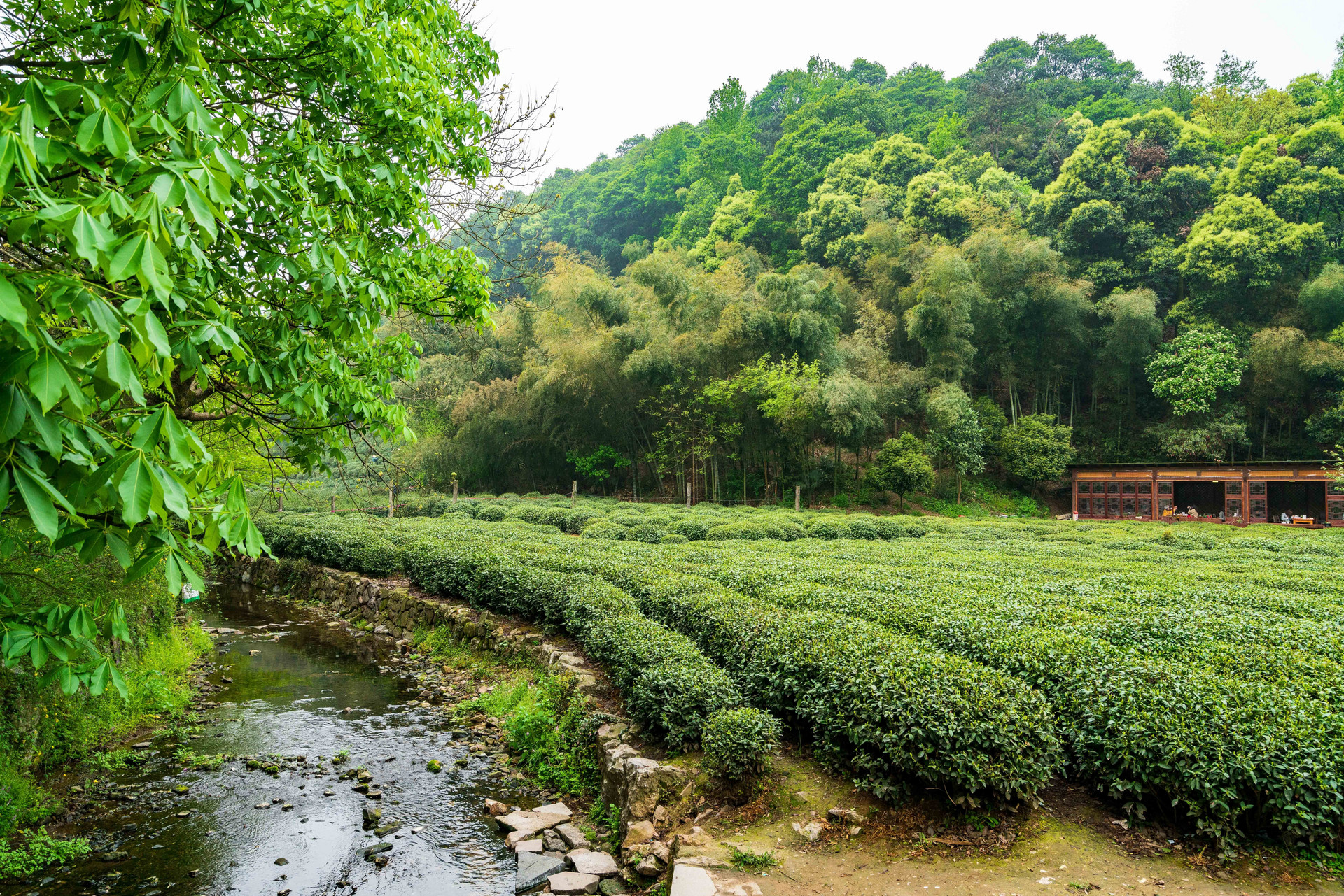 摄图网_500870474_绿色茶山茶园(非企业商用).jpg