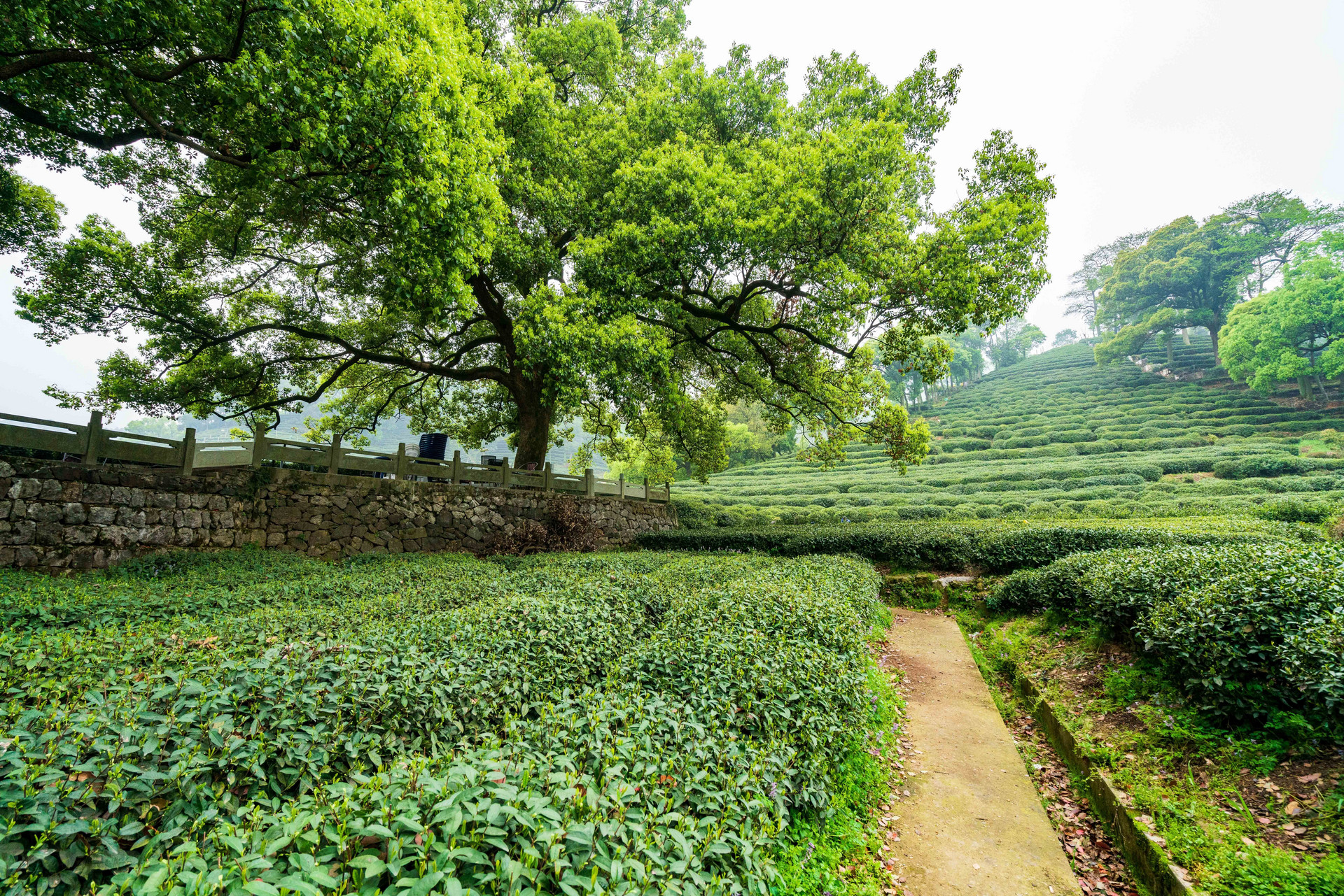 摄图网_500870513_绿色茶山茶园(非企业商用).jpg