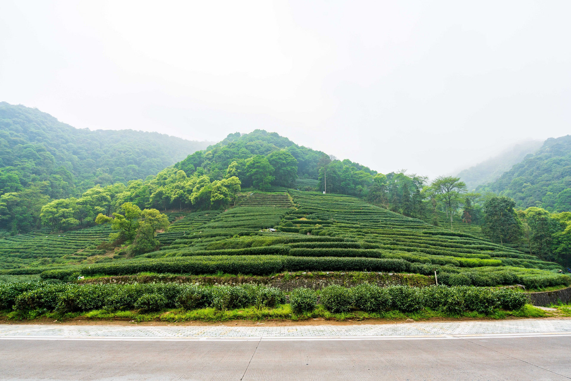 摄图网_500870489_绿色茶山茶园(非企业商用).jpg