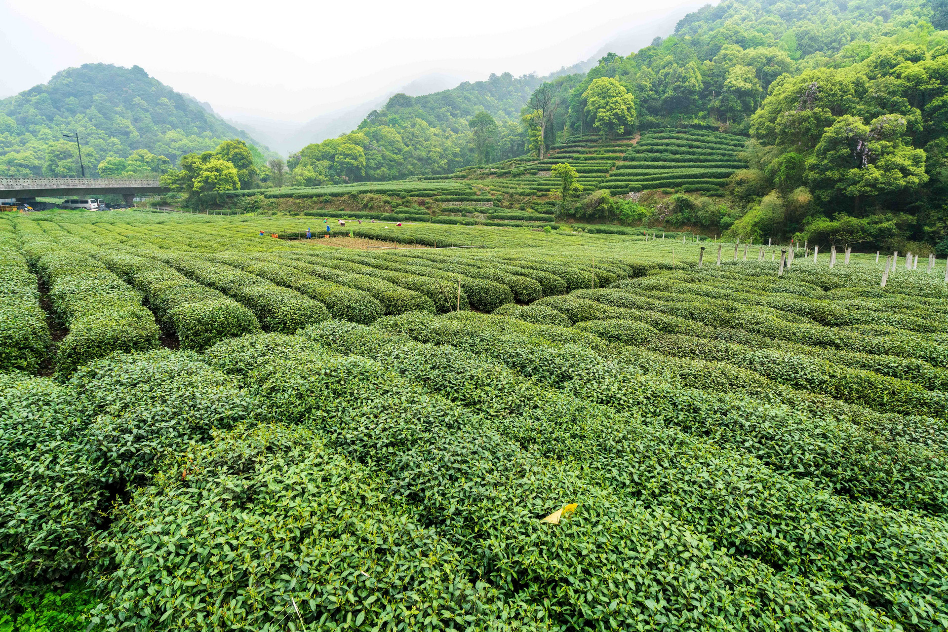 摄图网_500870502_绿色茶山茶园(非企业商用).jpg