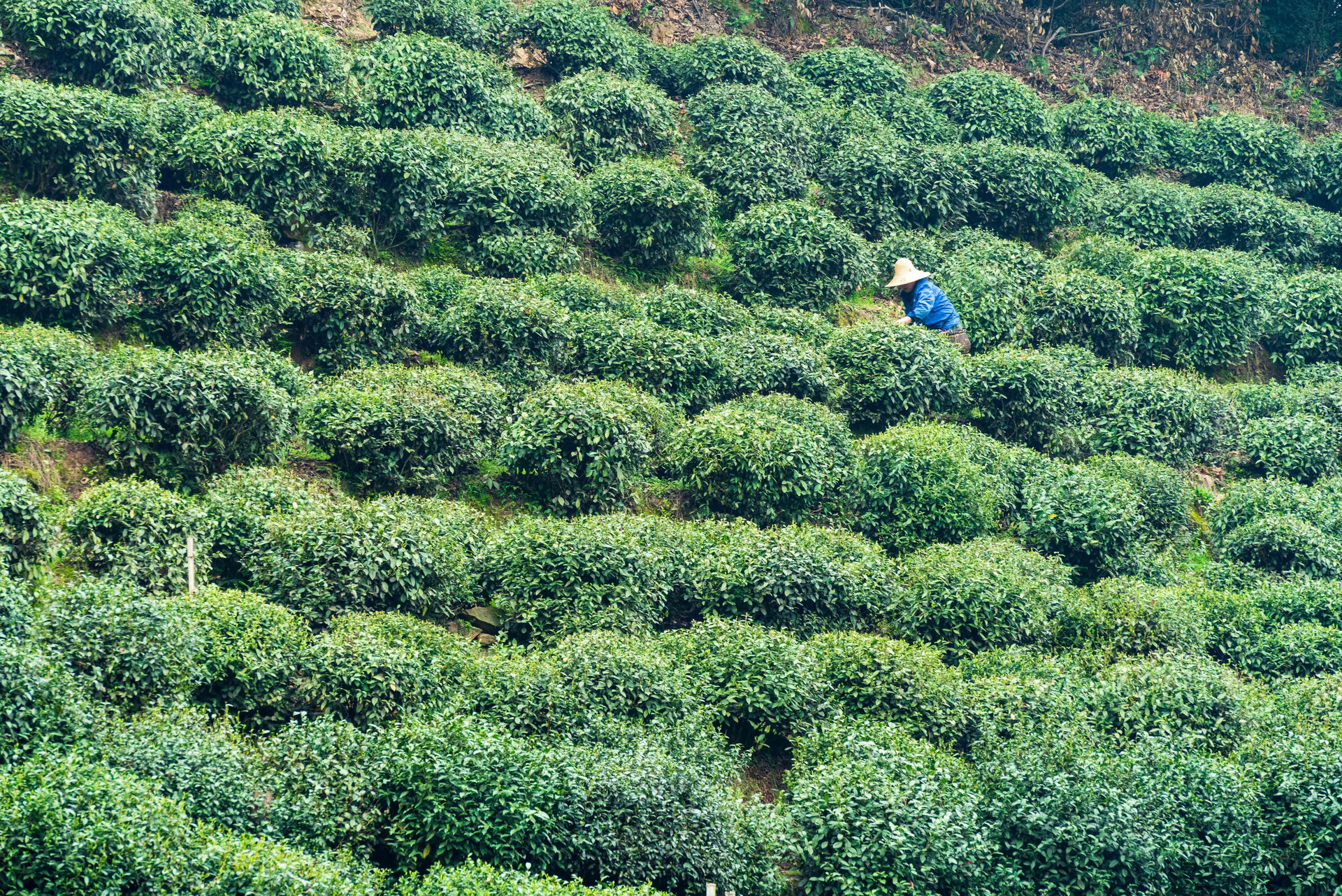 摄图网_500870524_绿色茶山茶园(非企业商用).jpg