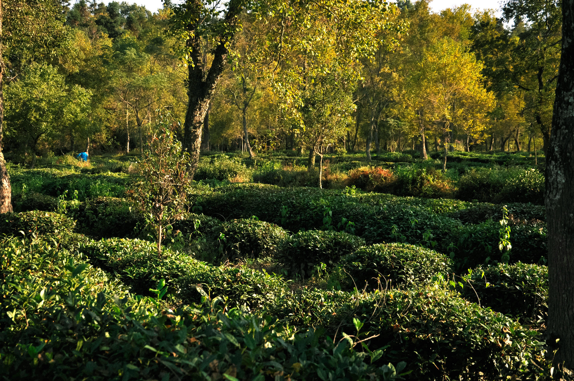 摄图网_500077518_绿茶种植园(非企业商用).jpg